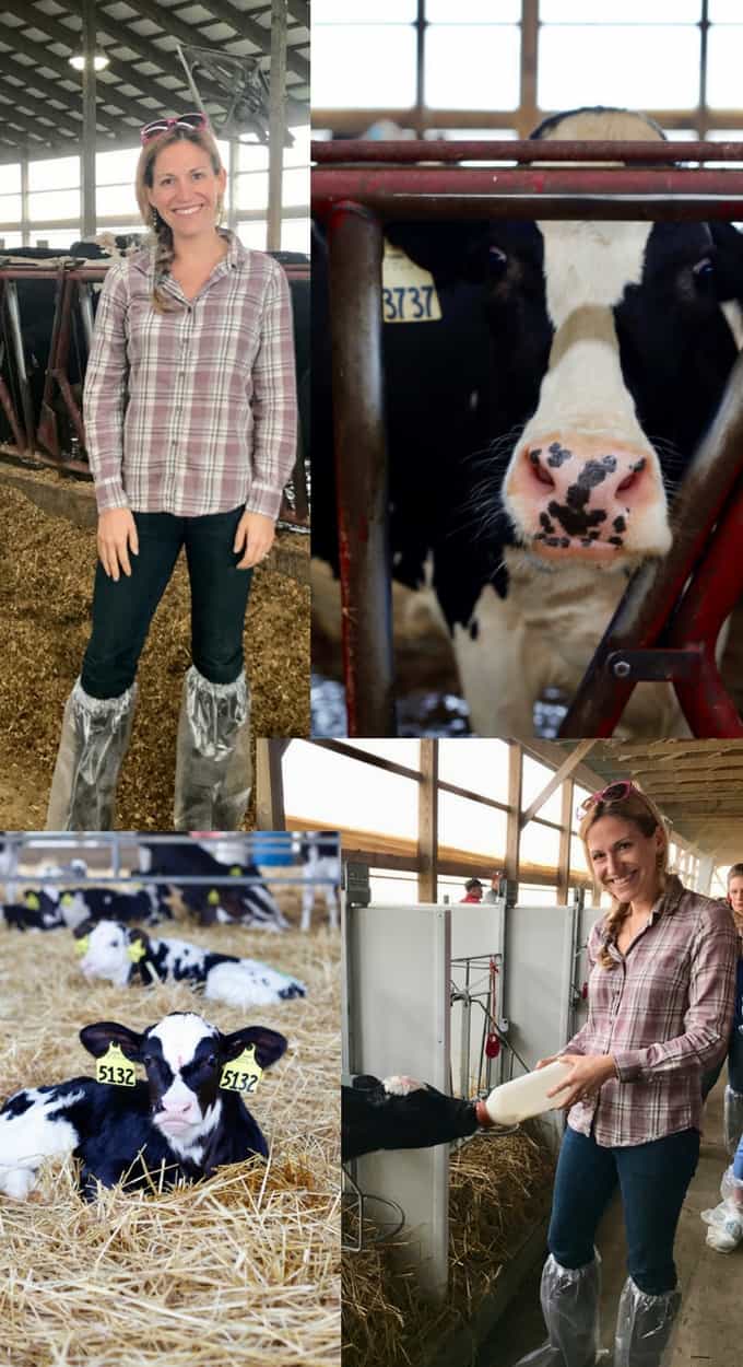 Ohio farm photo collage with diary cows in a barn