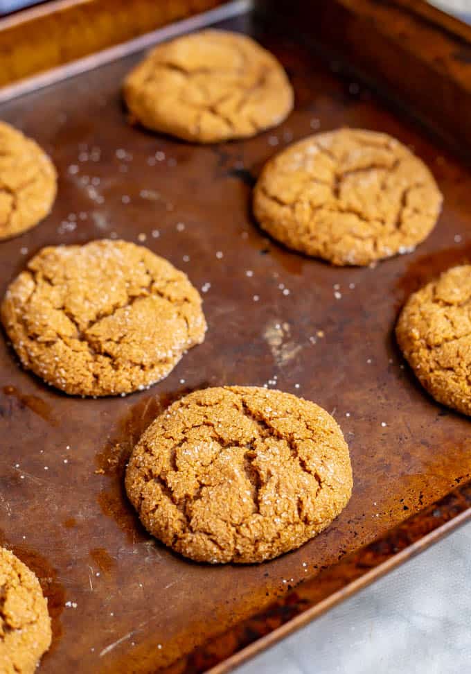 Close up of old fashioned soft molasses cookies on a baking tray