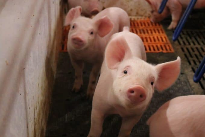 Little piglets looking curious