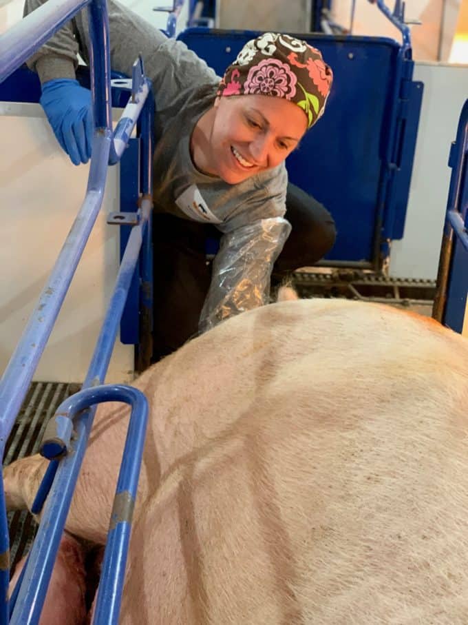 Woman helping to deliver a baby pig from a sow