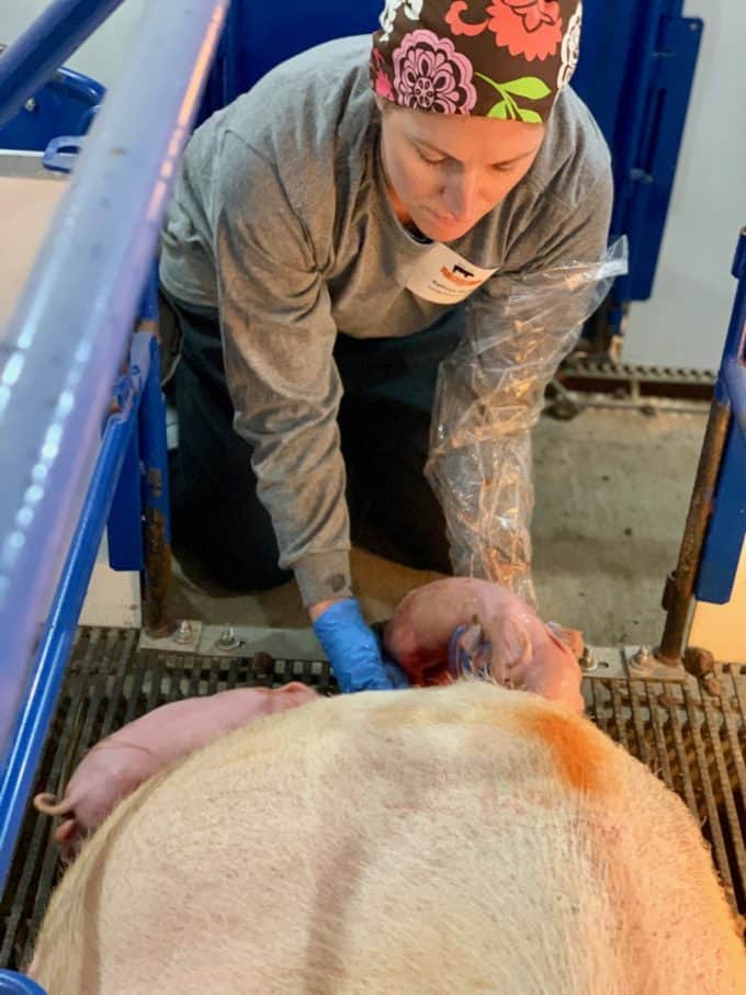 Woman helping to deliver a baby pig from a sow