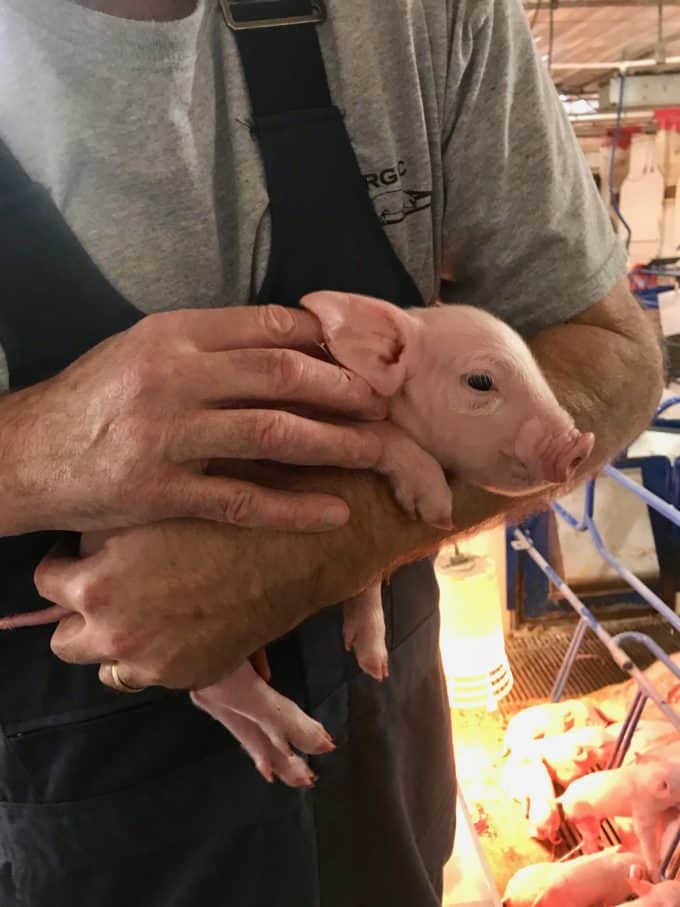 Man holding a very baby piglet