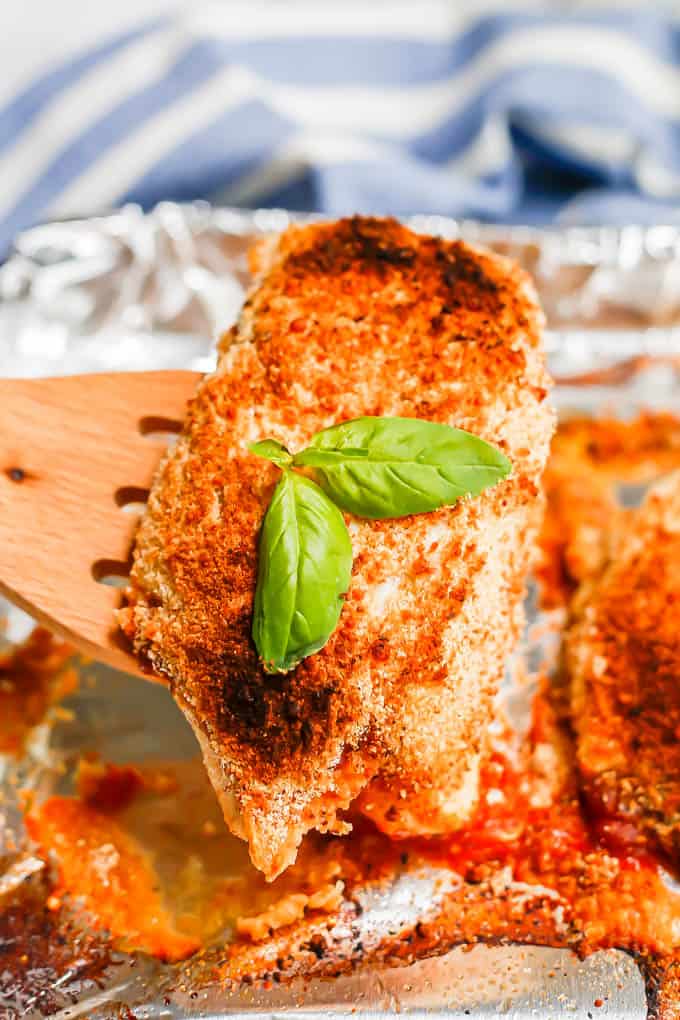 A wooden spatula holding up a cooked chicken Parm breast with a sprig of basil on it from a baking sheet