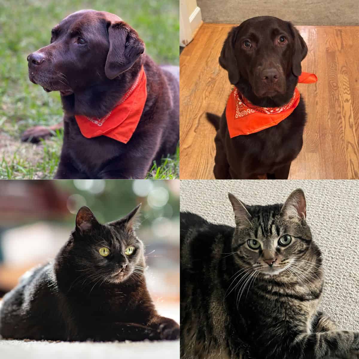 A collage of four different pets, two cats and two dogs.
