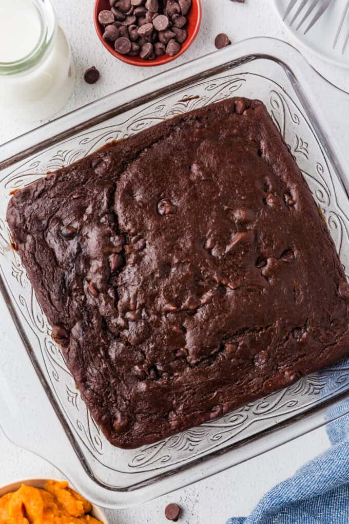 A baked chocolate pumpkin cake with chocolate chips with bowls of chocolate chips and pumpkin nearby.